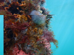 Clavelina