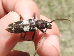 Enaphalodes taeniatus