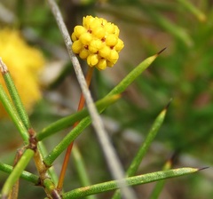 Acacia brownii