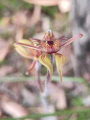 Caladenia discoidea