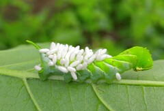 Microgastrinae
