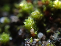 Bryum barnesii