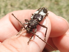 Enaphalodes taeniatus