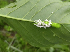 Microgastrinae