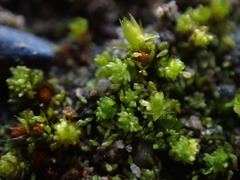 Bryum barnesii