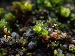 Bryum barnesii