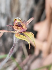 Caladenia discoidea