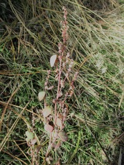 Chenopodium atrovirens