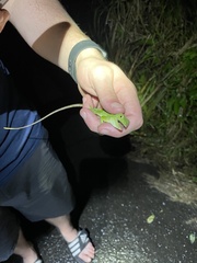 Anolis biporcatus