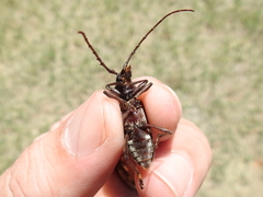 Enaphalodes taeniatus