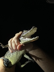 Caiman crocodilus