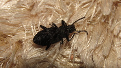 Zophobas atratus