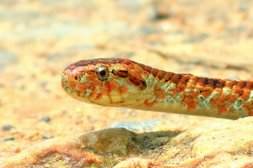 Pampas Snake, Tomodon dorsatus