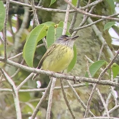 Todirostrum maculatum