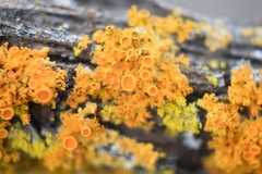 Xanthomendoza hasseana