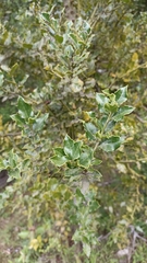 Citronella mucronata