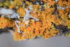 Xanthomendoza hasseana