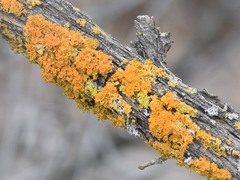 Xanthomendoza hasseana