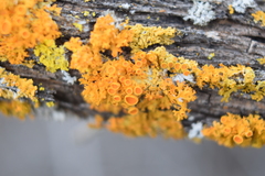 Xanthomendoza hasseana