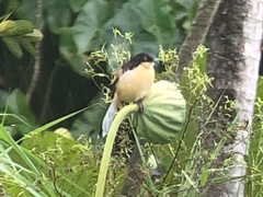 Donacobius atricapilla