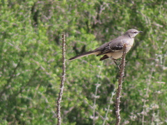 Mimus polyglottos