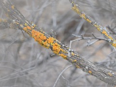 Xanthomendoza hasseana