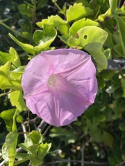 Ipomoea mitchelliae