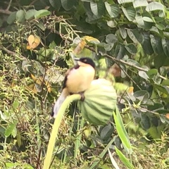 Donacobius atricapilla