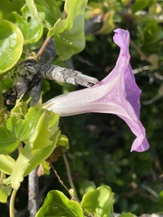 Ipomoea mitchelliae