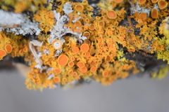 Xanthomendoza hasseana