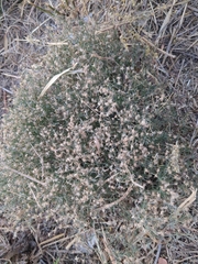 Erigeron divaricatus