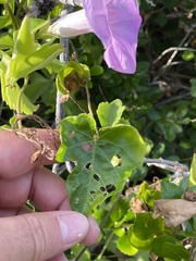 Ipomoea mitchelliae