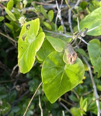 Ipomoea mitchelliae