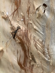 Toxorhynchites speciosus