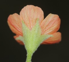 Abutilon parvulum
