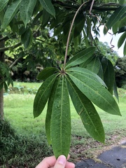 Ceiba