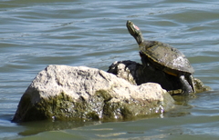 Trachemys scripta elegans