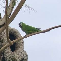 Diopsittaca nobilis nobilis