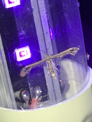 Anstenoptilia marmarodactyla