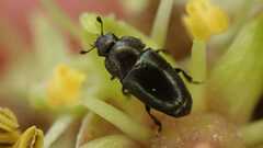 Coleoptera