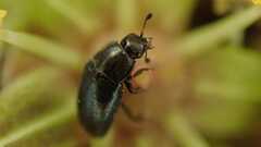 Coleoptera
