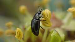 Coleoptera