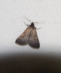 Tetanolita mynesalis