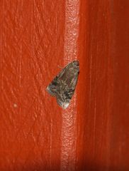 Euzophera semifuneralis