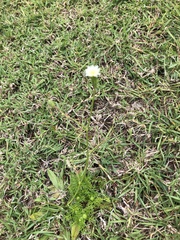 Hypochaeris albiflora