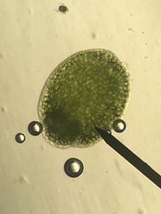 Wolffia brasiliensis