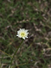 Hypochaeris albiflora