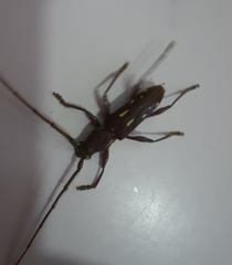 Ambonus distinctus