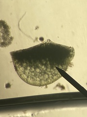 Wolffia brasiliensis