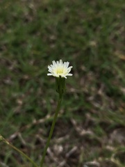 Hypochaeris albiflora